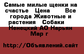 Самые милые щенки на счастье › Цена ­ 1 - Все города Животные и растения » Собаки   . Ненецкий АО,Нарьян-Мар г.